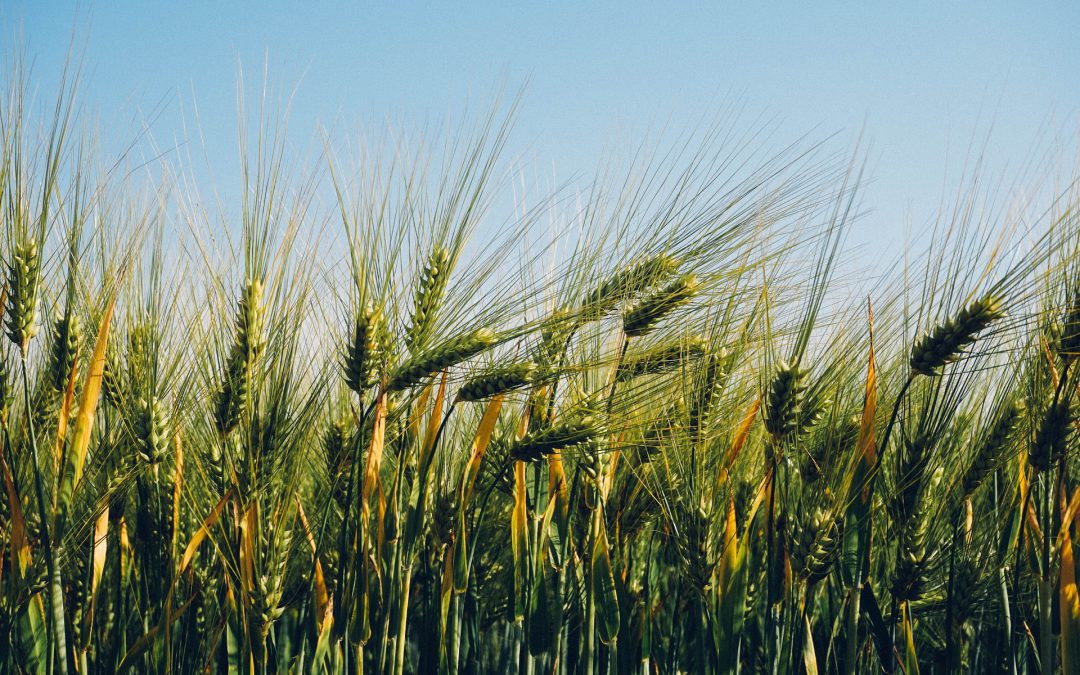 Продаж агропідприємства, Київська область