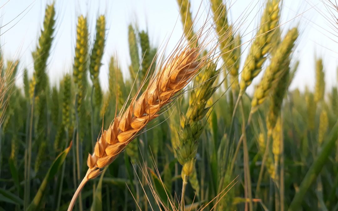 От чего будет зависеть стоимость зерна в этом году